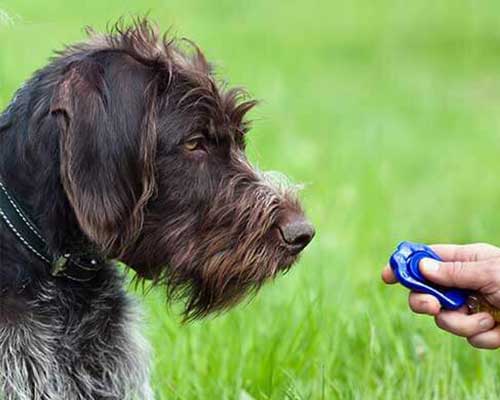 dog camp_lernmethodiken