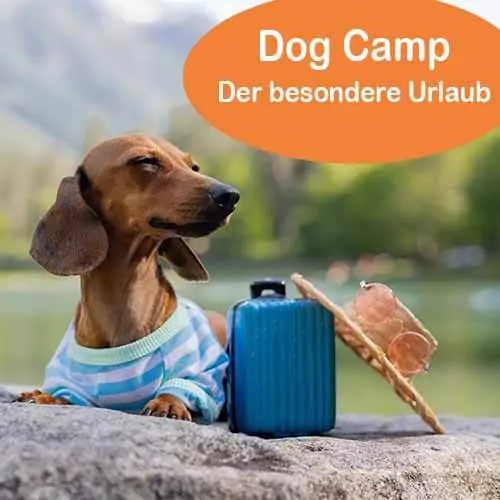 Sommerurlaub mit Hund